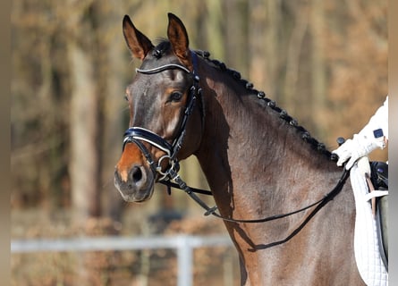 Deutsches Sportpferd, Wallach, 4 Jahre, 165 cm, Schwarzbrauner