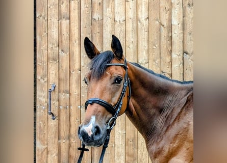 Deutsches Sportpferd, Wallach, 4 Jahre, 166 cm, Brauner