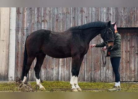 Deutsches Sportpferd, Wallach, 4 Jahre, 166 cm, Dunkelbrauner