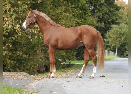 Deutsches Sportpferd, Wallach, 4 Jahre, 166 cm, Fuchs