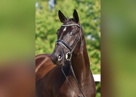 Deutsches Sportpferd, Wallach, 4 Jahre, 166 cm, Rappe