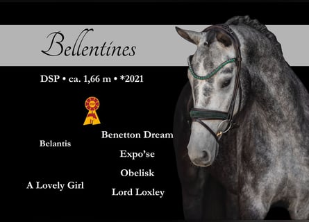 Deutsches Sportpferd, Wallach, 4 Jahre, 166 cm, Schimmel
