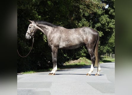 Deutsches Sportpferd, Wallach, 4 Jahre, 166 cm, Schimmel