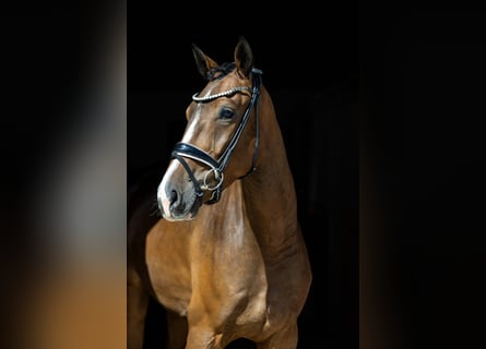 Deutsches Sportpferd, Wallach, 4 Jahre, 167 cm, Brauner