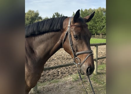 Deutsches Sportpferd, Wallach, 4 Jahre, 167 cm, Brauner