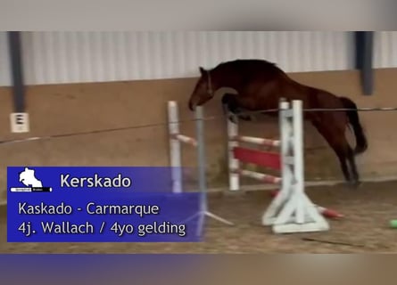 Deutsches Sportpferd, Wallach, 4 Jahre, 167 cm, Brauner