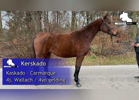 Deutsches Sportpferd, Wallach, 4 Jahre, 167 cm, Brauner