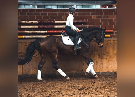 Deutsches Sportpferd, Wallach, 4 Jahre, 167 cm