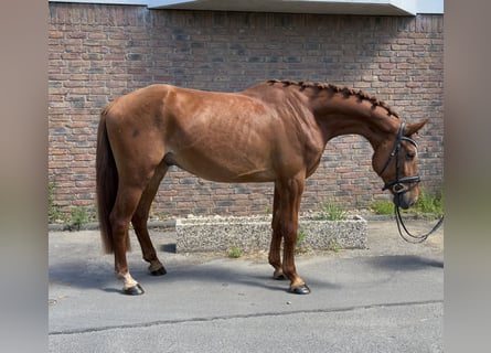 Deutsches Sportpferd, Wallach, 4 Jahre, 167 cm, Fuchs