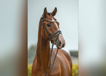 Deutsches Sportpferd, Wallach, 4 Jahre, 168 cm, Brauner