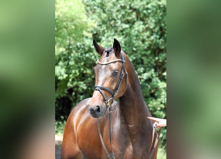 Deutsches Sportpferd, Wallach, 4 Jahre, 168 cm, Brauner
