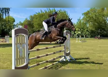 Deutsches Sportpferd, Wallach, 4 Jahre, 168 cm, Brauner