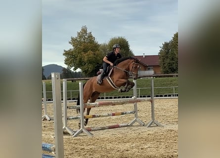 Deutsches Sportpferd, Wallach, 4 Jahre, 168 cm, Brauner