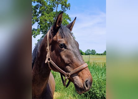 Deutsches Sportpferd, Wallach, 4 Jahre, 168 cm, Brauner