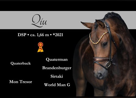 Deutsches Sportpferd, Wallach, 4 Jahre, 168 cm, Dunkelbrauner