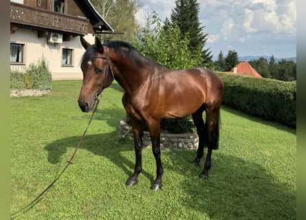 Deutsches Sportpferd, Wallach, 4 Jahre, 168 cm, Dunkelbrauner