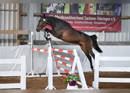 Deutsches Sportpferd, Wallach, 4 Jahre, 168 cm, Dunkelbrauner