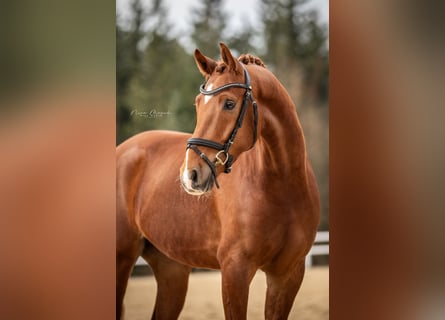 Deutsches Sportpferd, Wallach, 4 Jahre, 168 cm, Fuchs