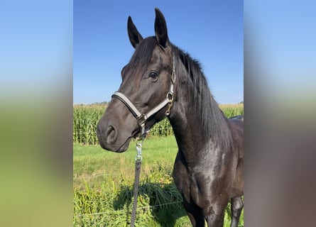 Deutsches Sportpferd, Wallach, 4 Jahre, 168 cm, Rappe