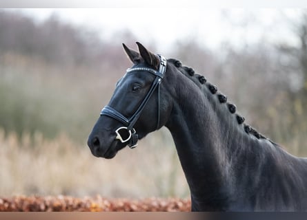 Deutsches Sportpferd, Wallach, 4 Jahre, 168 cm, Rappe