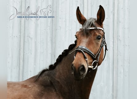 Deutsches Sportpferd, Wallach, 4 Jahre, 169 cm, Brauner