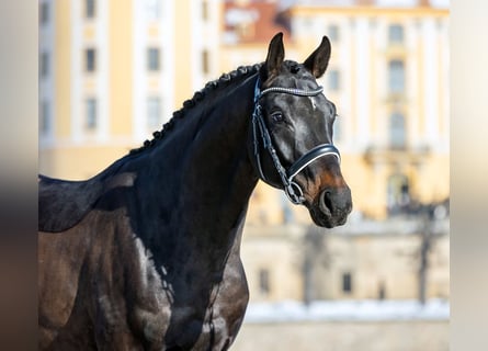Deutsches Sportpferd, Wallach, 4 Jahre, 169 cm, Dunkelbrauner
