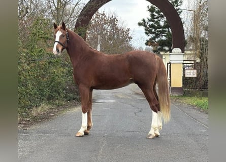 Deutsches Sportpferd, Wallach, 4 Jahre, 169 cm, Dunkelfuchs