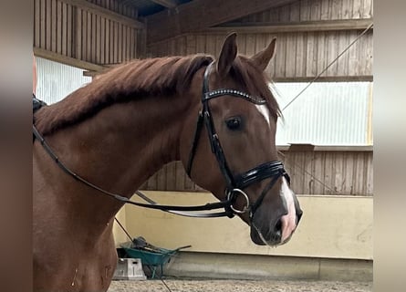 Deutsches Sportpferd, Wallach, 4 Jahre, 169 cm, Fuchs