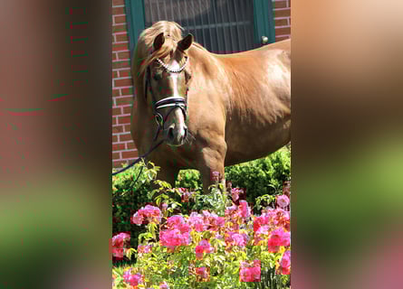 Deutsches Sportpferd, Wallach, 4 Jahre, 169 cm, Fuchs