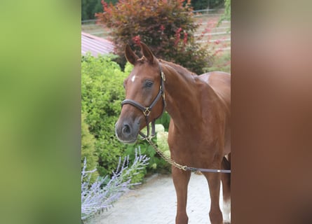 Deutsches Sportpferd, Wallach, 4 Jahre, 169 cm, Fuchs