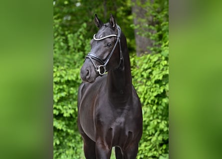 Deutsches Sportpferd, Wallach, 4 Jahre, 169 cm, Rappe