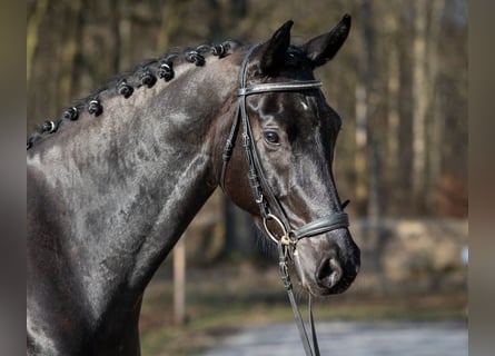 Deutsches Sportpferd, Wallach, 4 Jahre, 169 cm, Rappe