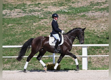 Deutsches Sportpferd, Wallach, 4 Jahre, 169 cm, Rappe