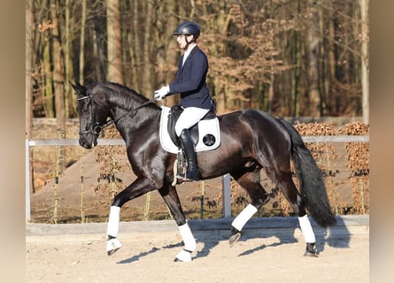 Deutsches Sportpferd, Wallach, 4 Jahre, 169 cm, Rappe