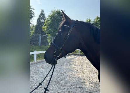 Deutsches Sportpferd, Wallach, 4 Jahre, 169 cm, Schwarzbrauner