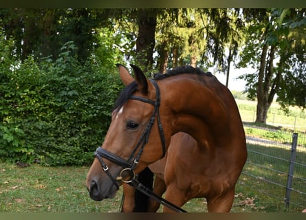 Deutsches Sportpferd, Wallach, 4 Jahre, 170 cm, Brauner