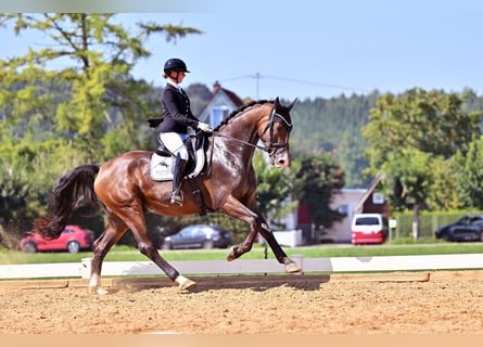 Deutsches Sportpferd, Wallach, 4 Jahre, 170 cm, Brauner