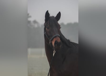 Deutsches Sportpferd, Wallach, 4 Jahre, 170 cm, Brauner