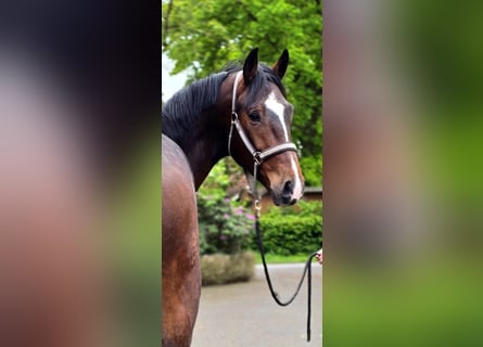 Deutsches Sportpferd, Wallach, 4 Jahre, 170 cm, Brauner