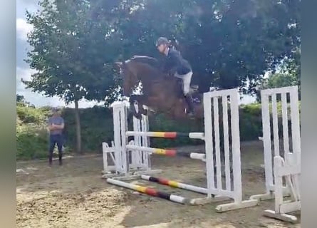 Deutsches Sportpferd, Wallach, 4 Jahre, 170 cm, Brauner