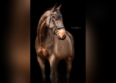 Deutsches Sportpferd, Wallach, 4 Jahre, 170 cm, Brauner