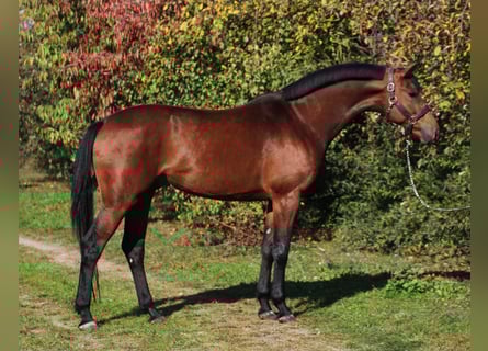 Deutsches Sportpferd, Wallach, 4 Jahre, 170 cm, Brauner