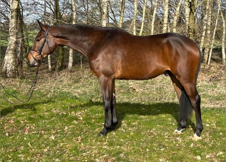Deutsches Sportpferd, Wallach, 4 Jahre, 170 cm, Brauner