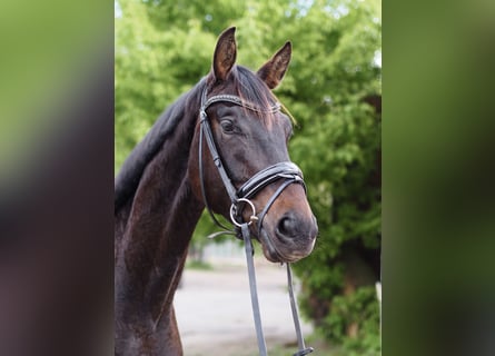 Deutsches Sportpferd, Wallach, 4 Jahre, 170 cm, Dunkelbrauner