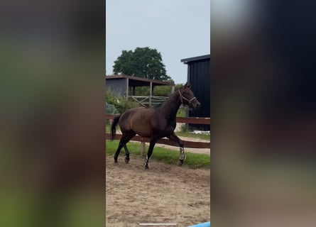 Deutsches Sportpferd, Wallach, 4 Jahre, 170 cm, Dunkelbrauner