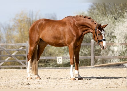 Deutsches Sportpferd, Wallach, 4 Jahre, 170 cm, Fuchs