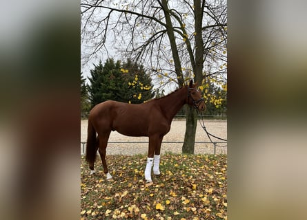 Deutsches Sportpferd, Wallach, 4 Jahre, 170 cm, Fuchs