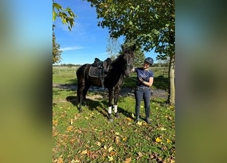 Deutsches Sportpferd, Wallach, 4 Jahre, 170 cm, Rappe