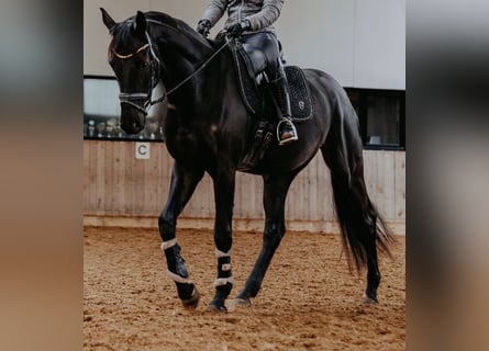 Deutsches Sportpferd, Wallach, 4 Jahre, 170 cm, Rappe