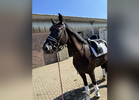 Deutsches Sportpferd, Wallach, 4 Jahre, 170 cm, Rappe